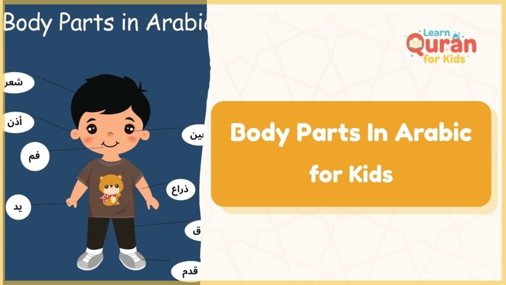  Body Parts In Arabic For Kids 